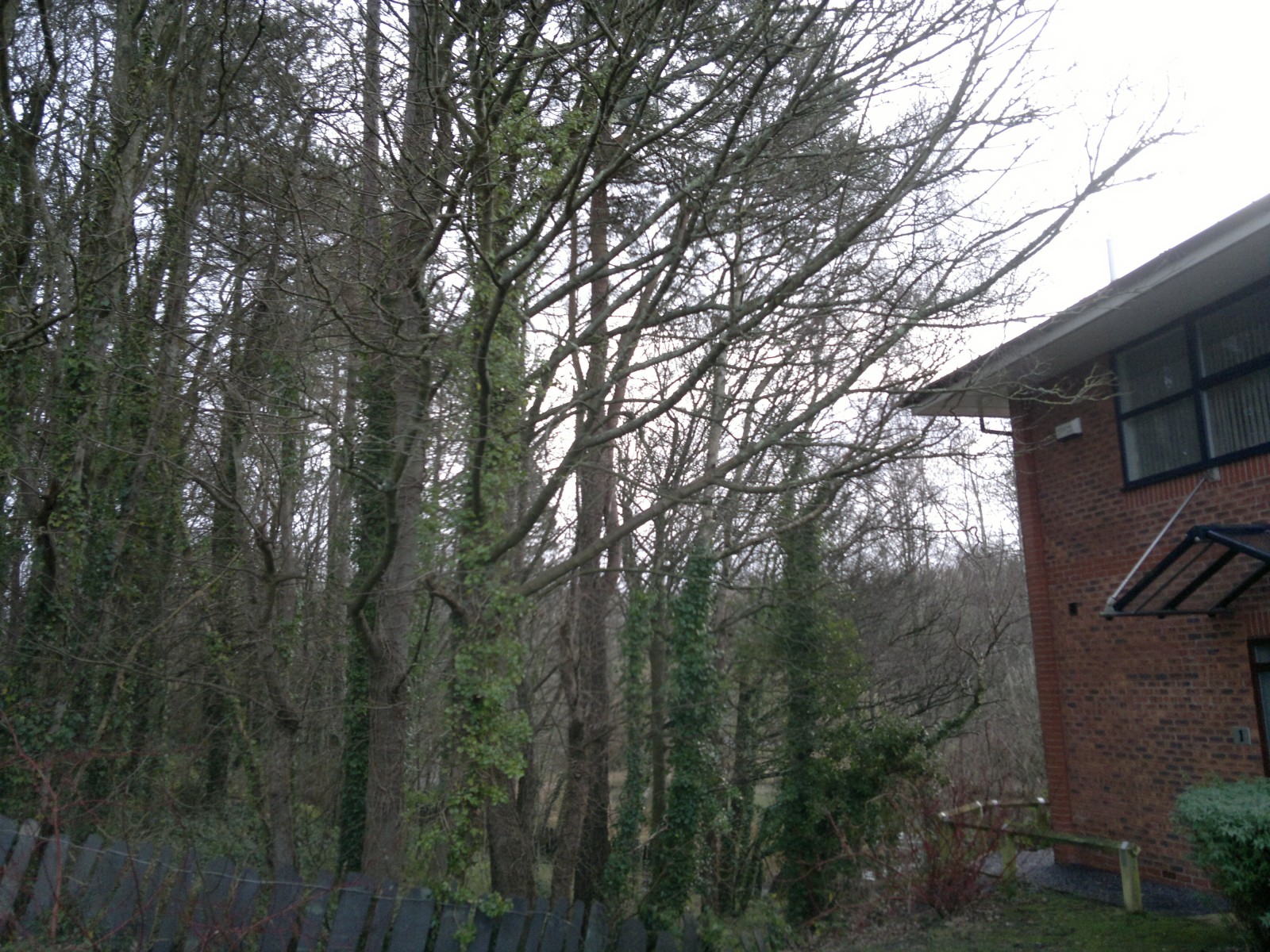 Branches overhanging property, Bangor, Gwynedd.